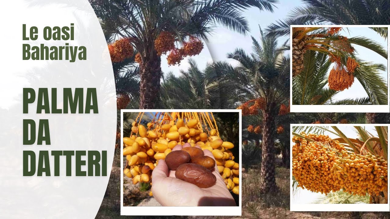 Perché la Palma di Datteri è Così Importante?