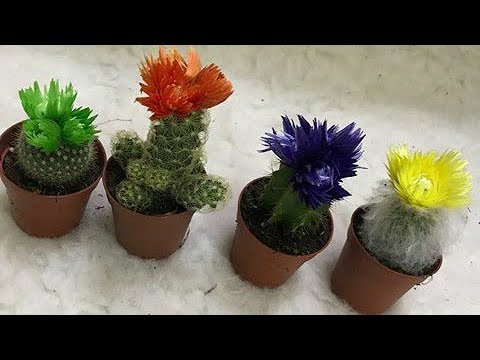 فيديو: أزهار الصبار - أي نوع هذا؟
