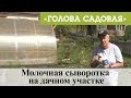 Голова садовая - Молочная сыворотка на дачном участке