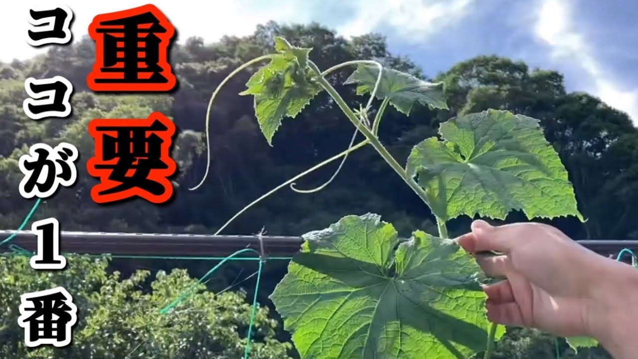 初めての方でも分かりやすい【きゅうり栽培②育て方】なが〜くたくさん収穫できる大切な重要ポイントを実践と絵で分かりやすく説明！