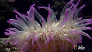 sea anemone kill fish