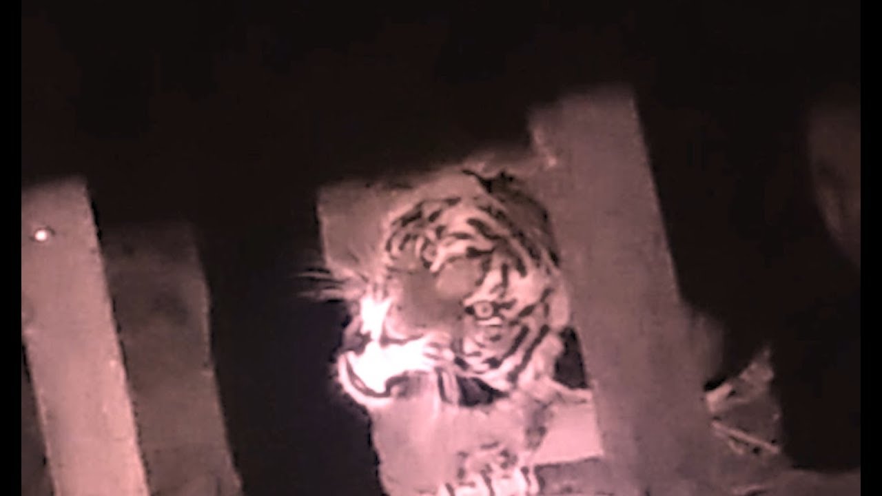 conflict of nations Gizmos, science and a fearless team of wildlife conservationists: The story of Bareily ka bagh