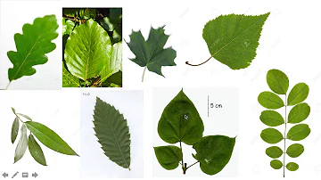 Comment reconnaître les arbres par leurs feuilles ?