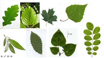 Comment savoir si un arbre est remarquable ?