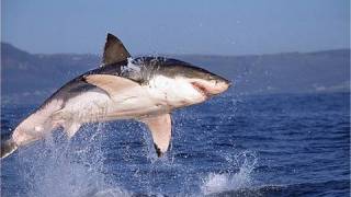 SHARK WEEK 2010