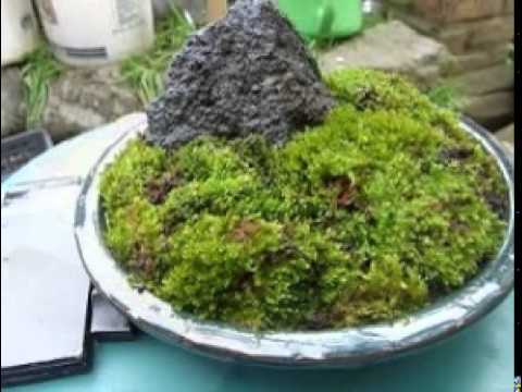 この時期抜群にきれいな苔 苔盆栽 東山盆栽 Http Touyama Bonsai Com Youtube