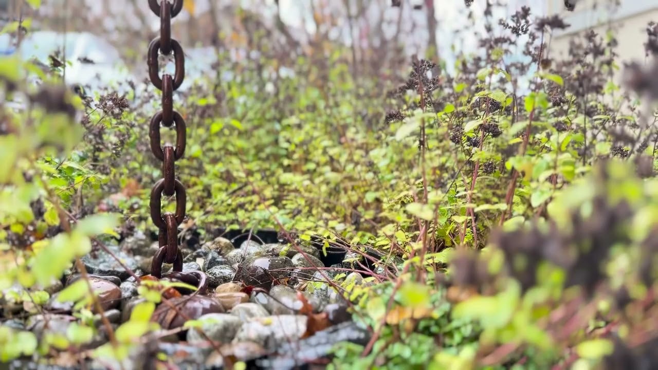 Guided Meditation - Mindful Awareness Meditation Practice for Grief and Loss with Music