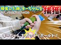 反抗期から思春期に…暴君オカメ､ソラくんが別鳥に成長！