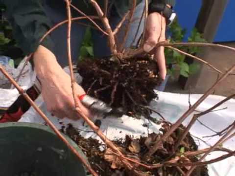 Video: Versorging En Verbouing Van Fuchsia (36 Foto's): Hoe Om Fuchsia In Die Herfs Te Groei En Te Versorg? Watter Pot Moet Jy Plant?