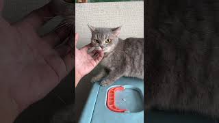 #anabul #cat #catshorts #kitten #youtubeshorts #persiancat #groomingkucing #solo