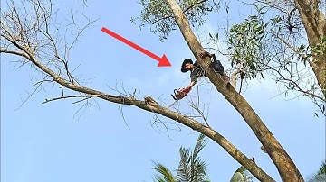 anh thợ cưa hạ cây tràm bông vàng cổ thụ rất cao