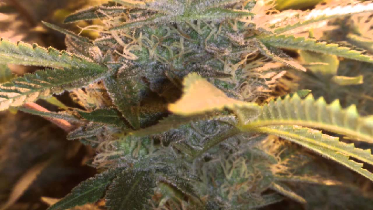 Cheese, Darkstar, white widow and vanilla kush scrog grow.