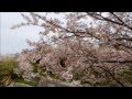 【淡路島スライドショー】 淡路島桜の名所を巡る