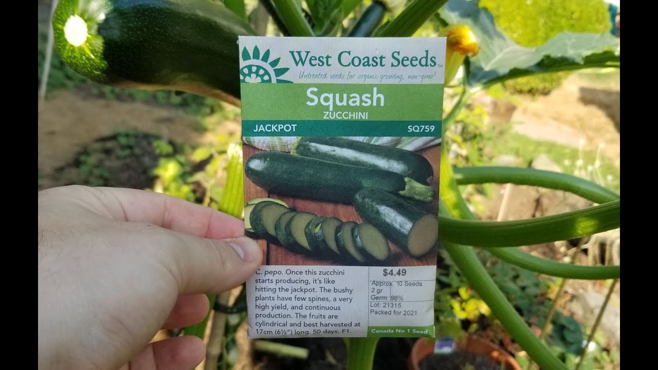 La Balestra Sportiva Skorpion Xbr100 Wood 150 Libbre - Blog