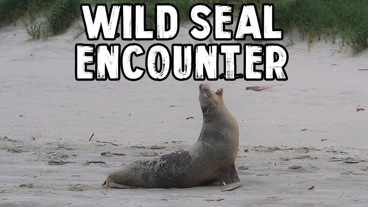 Wild Seals of Dunedin, NZ