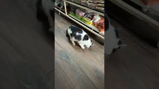 Chinku 😅 #cat #planetaquarium #fishaquarium #aquaticpets #aquarium #phonk #trending #cat #fishing