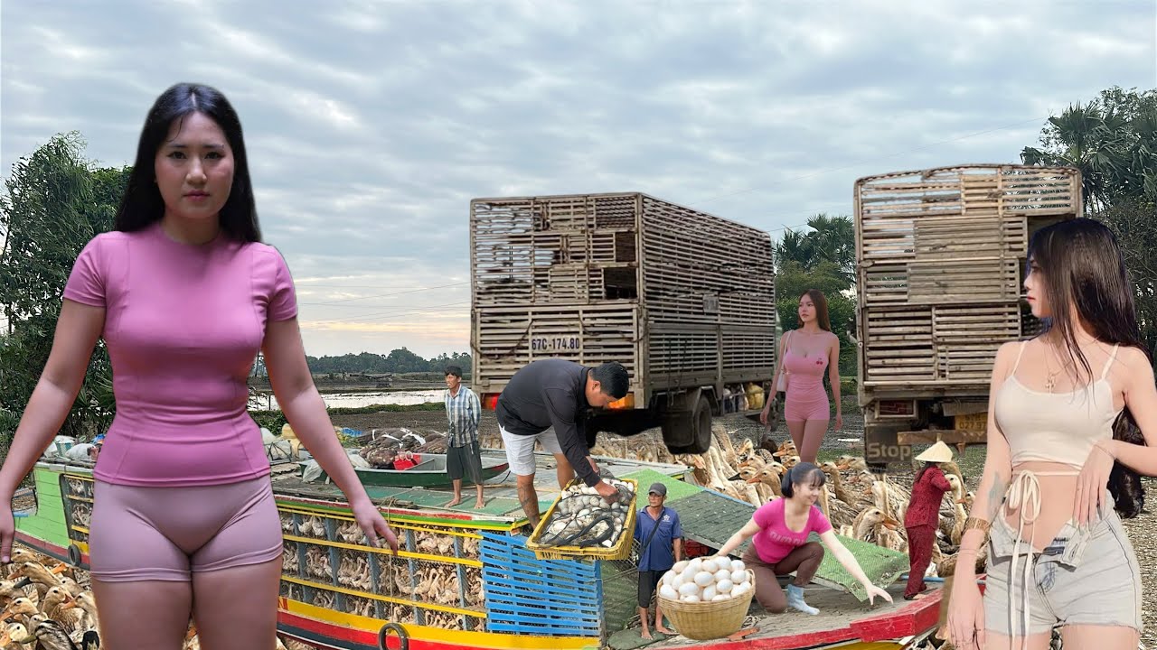 A close-up view of ducks roaming the fields and their daily life.