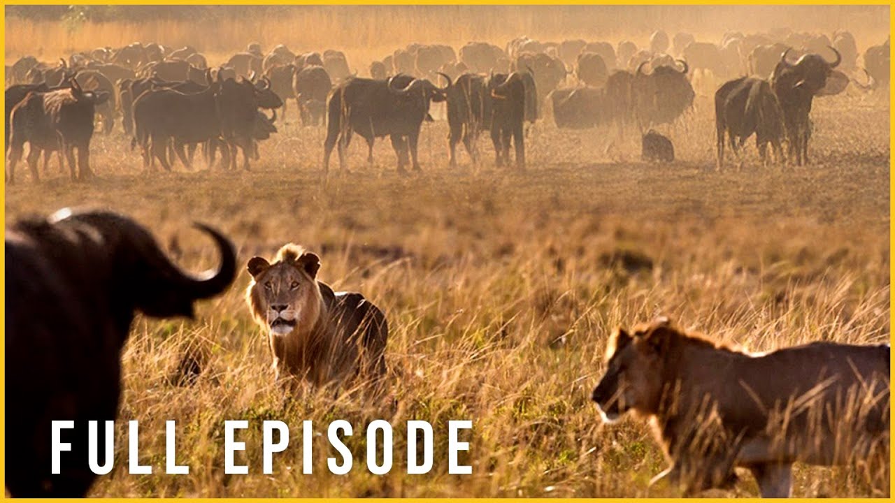 LION DYNASTY – A Solitary Lion Crossing the Wild (Full Episode) | Nature Animal Documentary