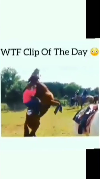 the horse is fan of #JOHN CENA#