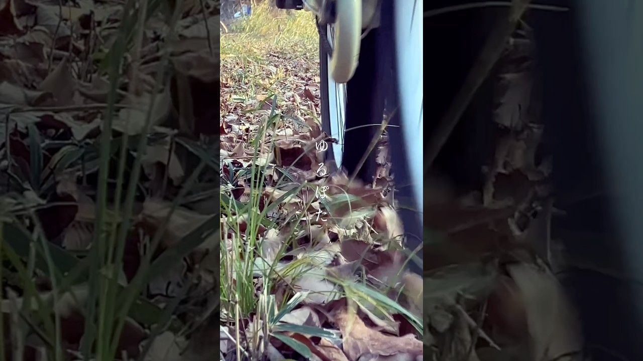 ゆるぽた｜yurupota