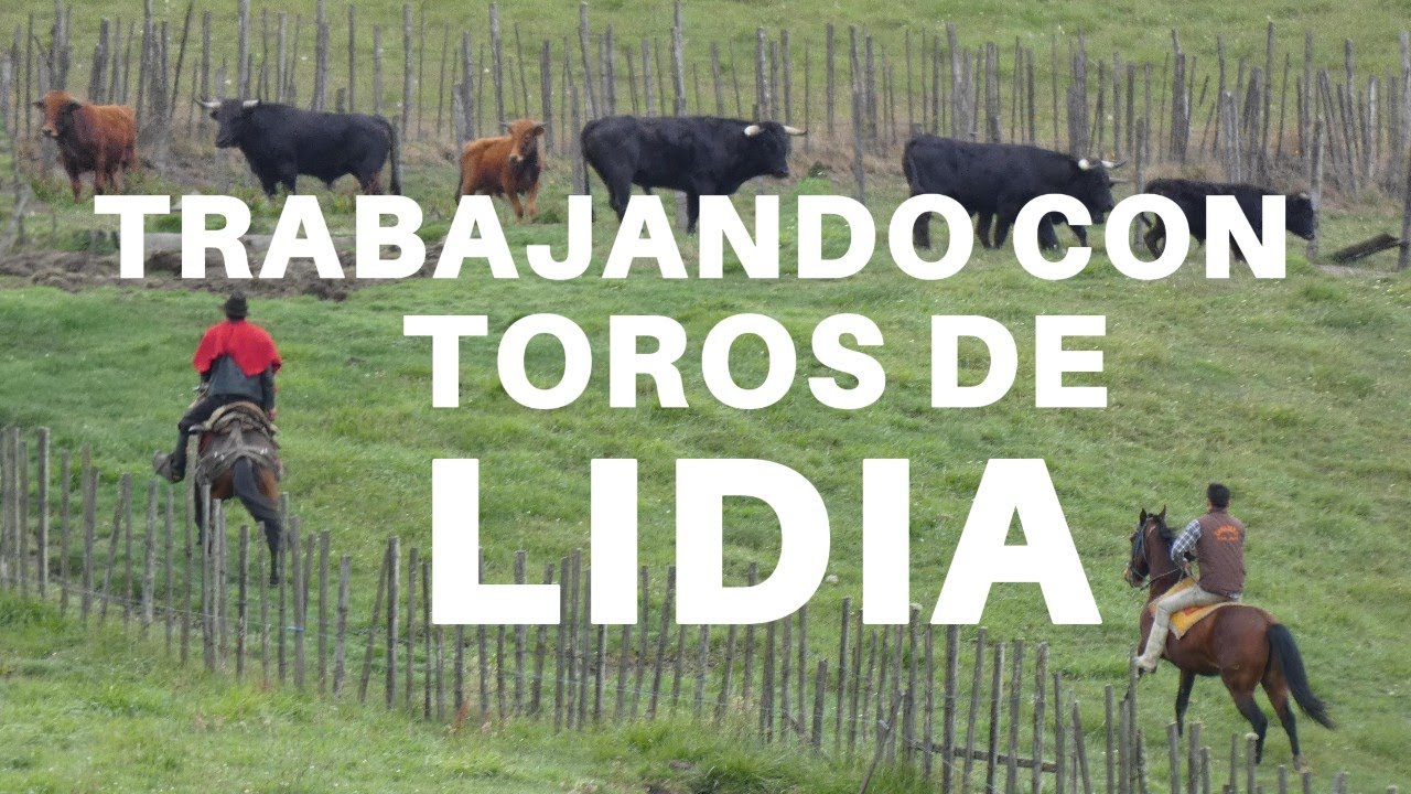 Asi es el trabajo con el TORO DE LIDIA – Ganadería brava San Juan de Mocha - 50 años de historia
