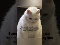 POV:😶🌫️#pov #fyp #catmemes #2026