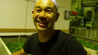 Kyoto tea featuring Imanishi Seicha 今西製茶 京都 (和束 碾茶)