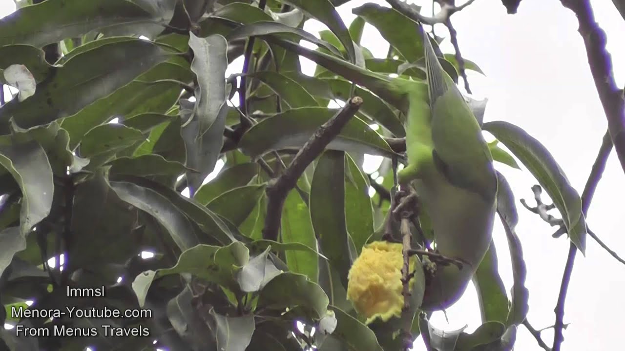 Black- headed Golden Oriole, Brown-headed Barbet,Parrot, Common
