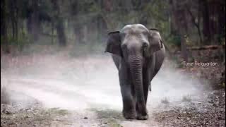 Jungle - Aakash Gandhi | Relaxing calm music | Animals music | Dramatic music | TuneRelaxation