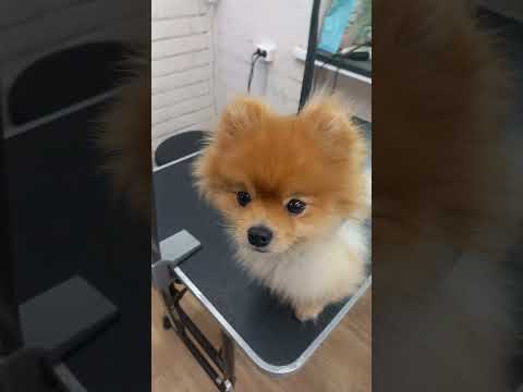 последствия неправильного ухаживания за шерстью шпица!!!!!