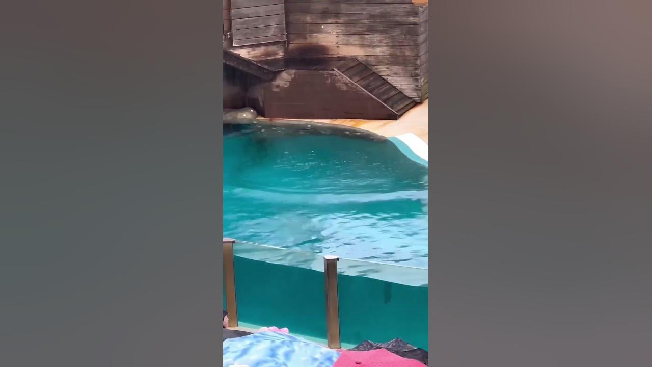 Best Zoo in the World Fabiaqib Traveller shorts shortvideo reels 