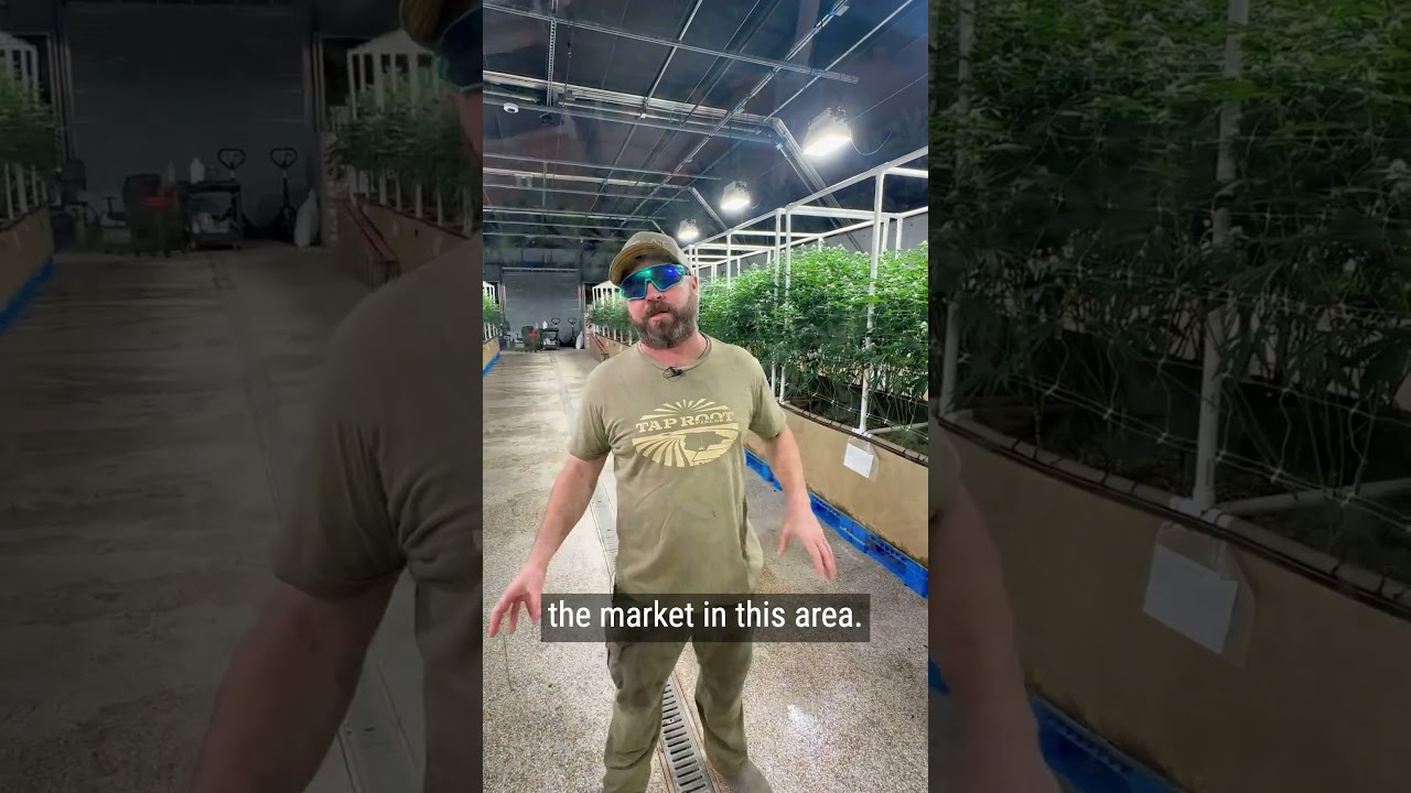 Pheno hunt in action! 🔥 Exploring sustainability & quality. 