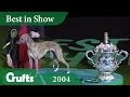 Whippet wins Best in Show at Crufts 2004 | Crufts Dog Show