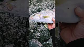 Μαγιάτικο | Shore jigging #mancing #apia #jigging #savagegear #ψάρεμα #fishing #amberjack #rock