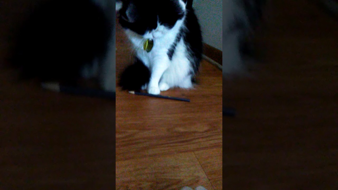 camera iphone 8 plus apk Playing rolling the color pencil with my Kitty