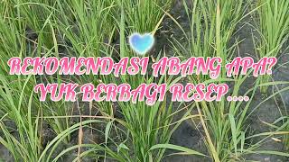 Kresek atau BLB atau Hawar daun bakteri? #popt #hawardaun #pengendalianpenyakit