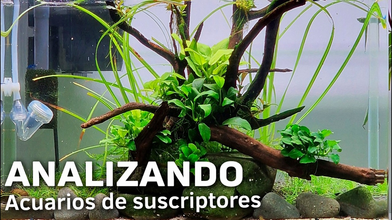 ¡Tu acuario no es natural? Corrige estos fallos YA 🕵️ Acuarios de Suscriptores #72