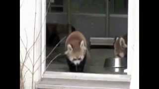 Scared Red Panda Duck Army Wmv