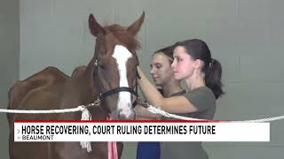 Horse making remarkable recovery; judge wants owners to face charges