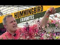 Hummingbird favorites