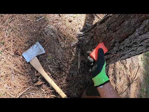 Felling red pine with chainsaw using bore cut full video - YouTube