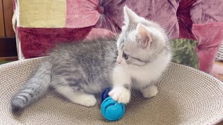 【お迎え3日目】はじめての鈴ボールでコロコロ遊ぶかわいい子猫に癒される❤️【短足ミヌエット】 by 猫のMOONY 310 views 2 years ago 4 minutes, 50 seconds