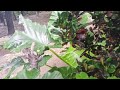 "The Science of Plant Happiness: Beyond Water & Sunlight"