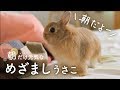 起こしに来るウサギ6~8時のルーティーンNo.40