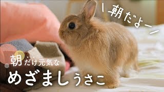 The rabbit which comes to wake up an owner.No.40