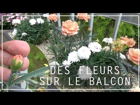 Vidéo: Comment Faire Pousser Un œillet Sur Le Balcon