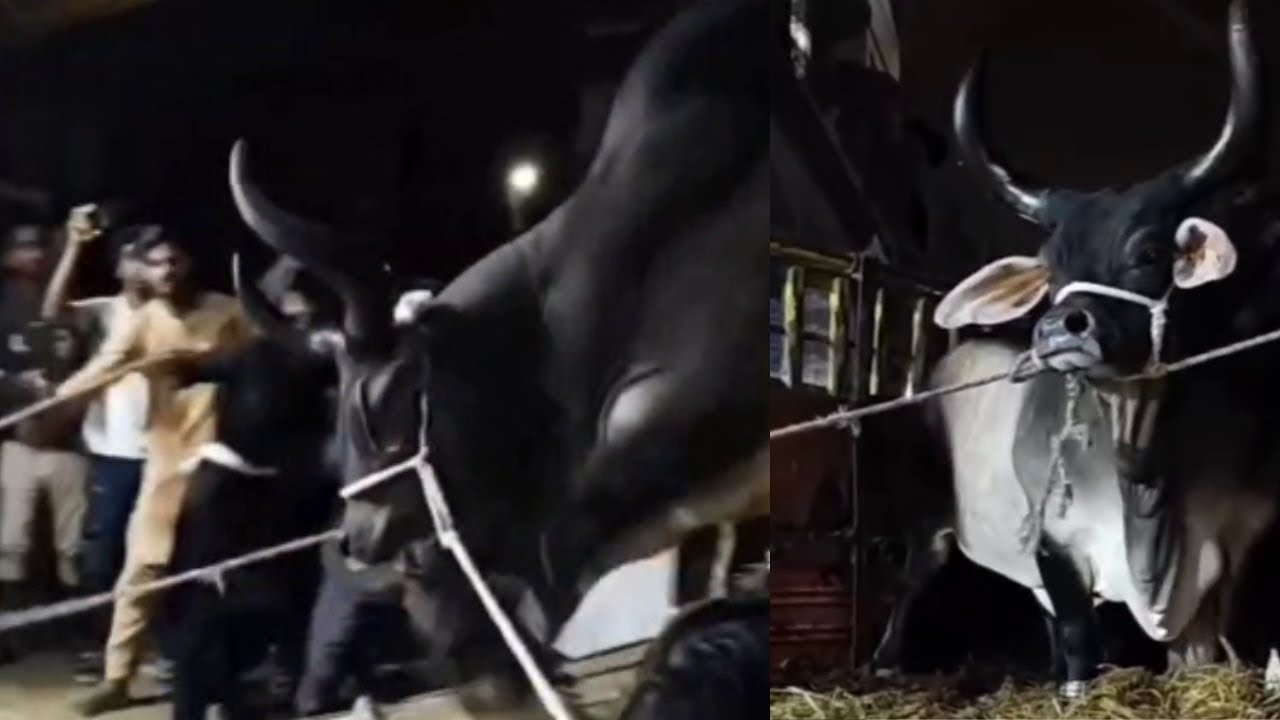 DANGEROUS KANKREJ COW UNLOADING 2025 | KARACHI EID UL ADHA 2025