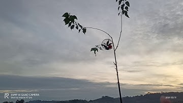 Melacak burung Serindit.Part.01//Perjalanan Extreme Naik Bukit