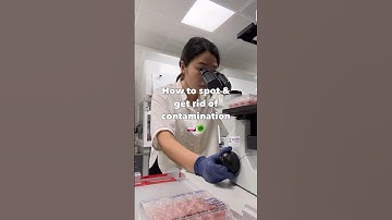 Bacteria vs yeast contamination 😫😫 #cellculture #lablife