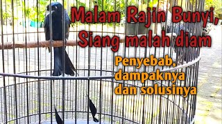 Penyebab Burung Rajin Bunyi Pada Malam Hari  Pada Siang Hari Malah Diam Ddanaknya Dan Solusinya